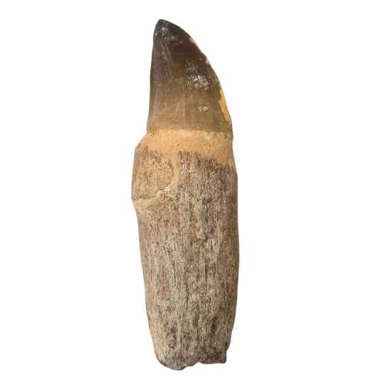 Mosasaur tooth Prognathodon currii   