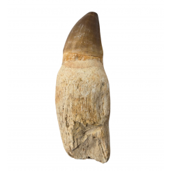 Dent de mosasaure Prognathodon currii   