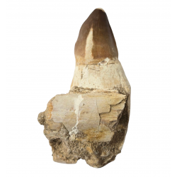 Dent de mosasaure Prognathodon currii   