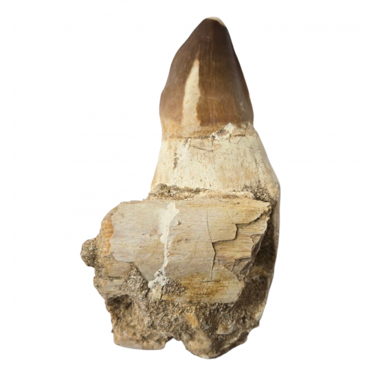 Mosasaur tooth Prognathodon currii   