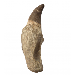 Dent de mosasaure Prognathodon currii   