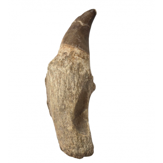 Mosasaur tooth Prognathodon currii   