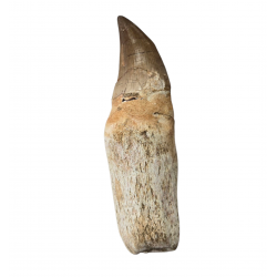 Dent de mosasaure Prognathodon currii   