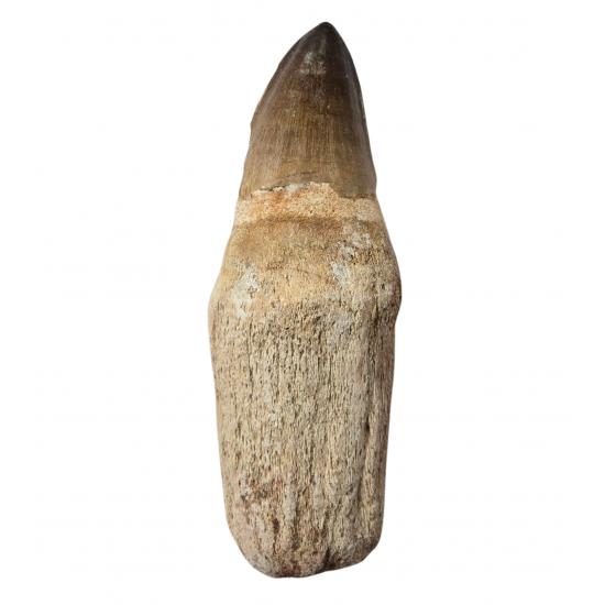 Mosasaur tooth Prognathodon currii   