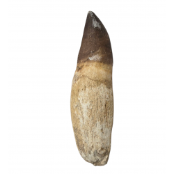 Dent de mosasaure Prognathodon currii   