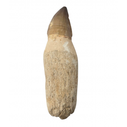 Dent de mosasaure Prognathodon currii   