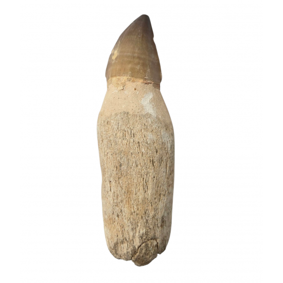 Mosasaur tooth Prognathodon currii   