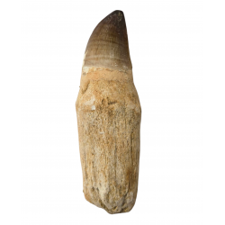 Dent de mosasaure Prognathodon currii   