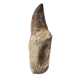 Dent de mosasaure Prognathodon currii   
