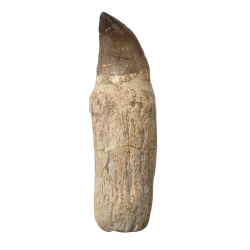 Dent de mosasaure Prognathodon currii   