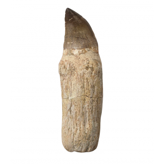 Mosasaur tooth Prognathodon currii   