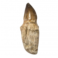 Dent de mosasaure Prognathodon currii   