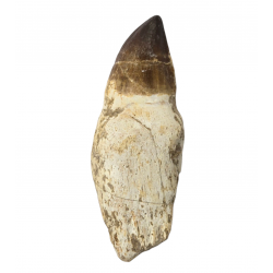 Dent de mosasaure Prognathodon currii   