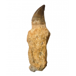 Dent de mosasaure Prognathodon currii   