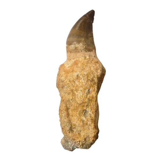 Mosasaur tooth Prognathodon currii   