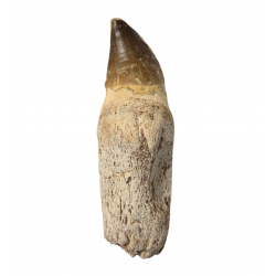 Dent de mosasaure Prognathodon currii   