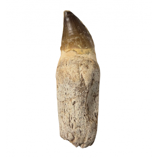 Mosasaur tooth Prognathodon currii   