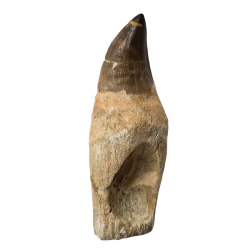 Dent de mosasaure Prognathodon currii   