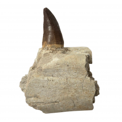 Dent de mosasaure Prognathodon currii   