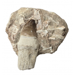 Dent de mosasaure Prognathodon currii   