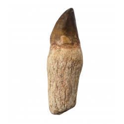 Dent de mosasaure Prognathodon currii   