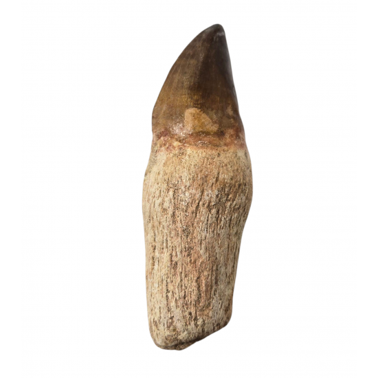 Mosasaur tooth Prognathodon currii   