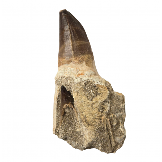 Mosasaur tooth Prognathodon currii   