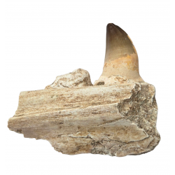 Dent de mosasaure Prognathodon currii   