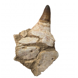 Dent de mosasaure Prognathodon currii   