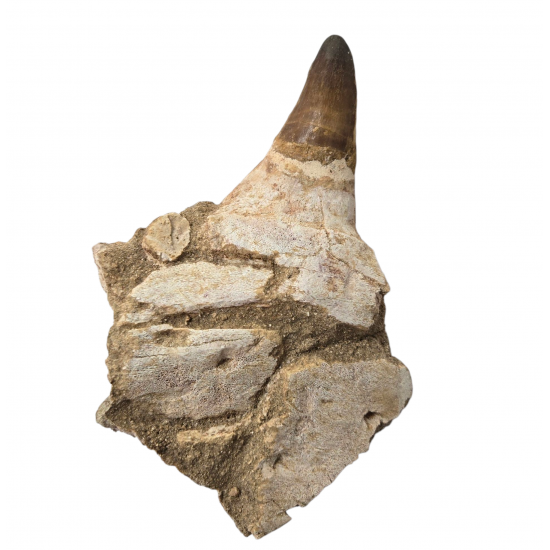 Mosasaur tooth Prognathodon currii   