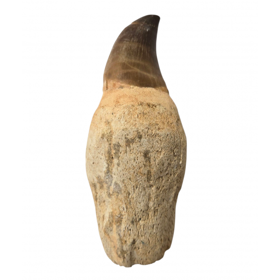 Mosasaur tooth Prognathodon currii   