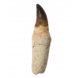 Dent de mosasaure Prognathodon currii   