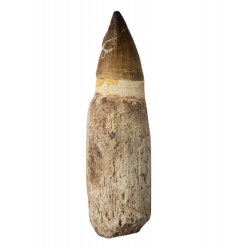 Dent de mosasaure Prognathodon currii   