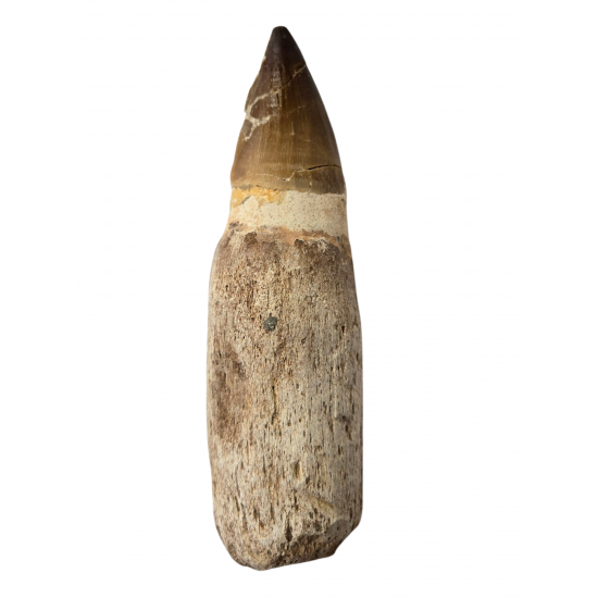 Mosasaur tooth Prognathodon currii   