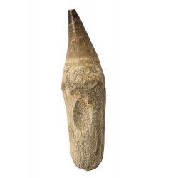 Dent de mosasaure Prognathodon currii   