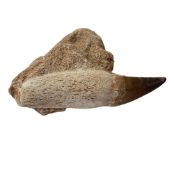 Dent de mosasaure Prognathodon currii   