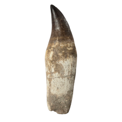 Dent de mosasaure Prognathodon currii   