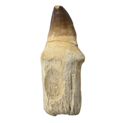 Dent de mosasaure Prognathodon currii   
