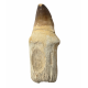 Mosasaur tooth Prognathodon currii   