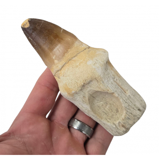 Mosasaur tooth Prognathodon currii   