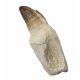 Mosasaur tooth Prognathodon currii   