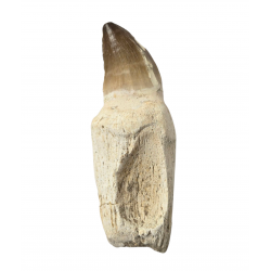 Dent de mosasaure Prognathodon currii   