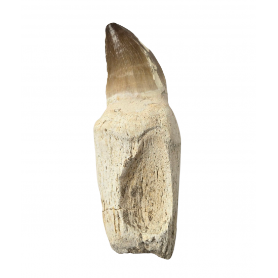 Mosasaur tooth Prognathodon currii   
