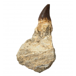 Dent de mosasaure Prognathodon currii   