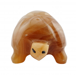Tortue aragonite
