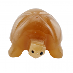 Tortue aragonite