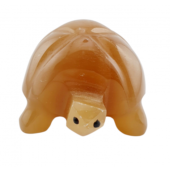 turtle aragonite turtle aragonite