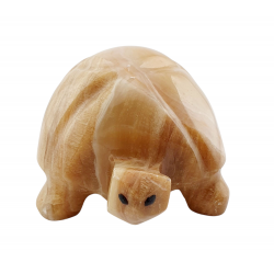 Tortue aragonite