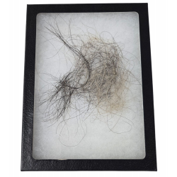 Mammuthus Primigenius Mammuth Hair