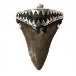 pendant real megalodon tooth
